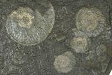 Fossil Ammonite Cluster - Posidonia Shale, Germany #368172-1